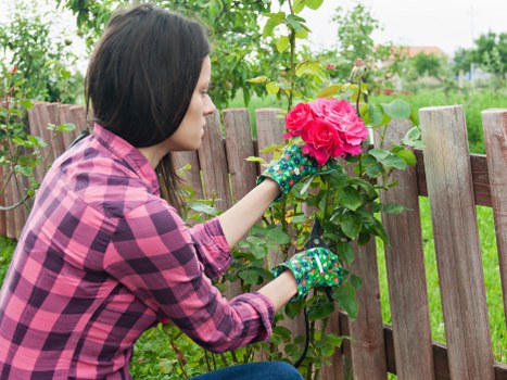 Professional hedge trimming tools used by experts